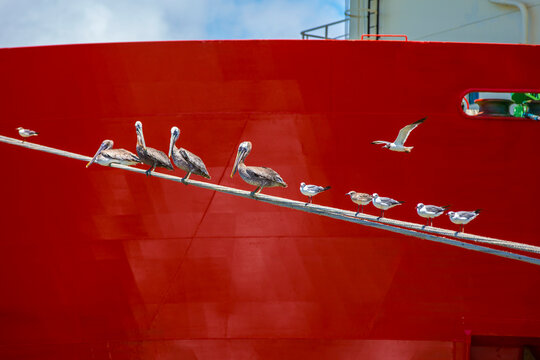 Birds on a rope in front of a ship in port in Mobile, Alabama