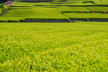 the first picked tea of this year