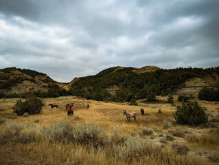 Wild Horses