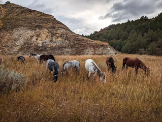 Wild Horses