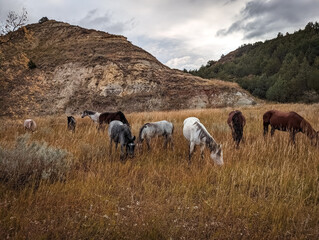 Wild Horses