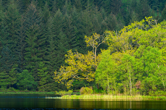 Sunlit trees at Loch Chon, Stirling, Scotland, UK
