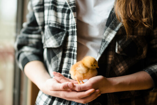 Close up of chick being held in girl's hands.