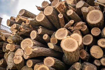 cut tree trunk closeup photo