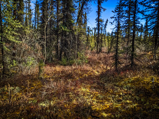 Fototapeta premium Alaska