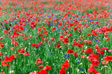Obraz premium Field of poppies. Field of flowers