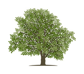 Vector drawing of beech tree. Isolated vector illustration of beech tree on a white background. - obrazy, fototapety, plakaty