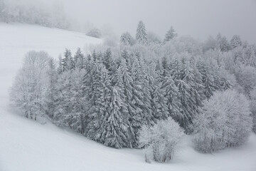 Snow covered forest in winter