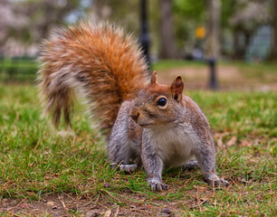squirrel in the park