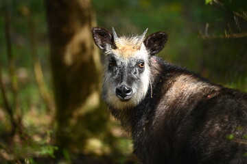 山に住むかわいい顔をしたカモシカ