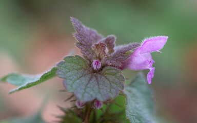 Red dead nettle
