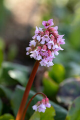 close up of a flowering heart-leaved bergenia
