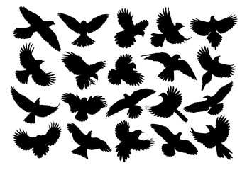 A set of silhouettes birds of prey and seabirds in flight.
