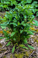 Strophiostoma sparsiflora or Myosotis sparsiflora