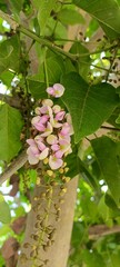 tree blossom