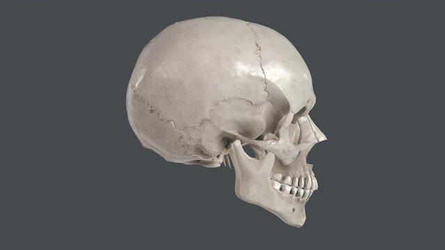 Anatomically correct image of the human skull side front view 3d render animation