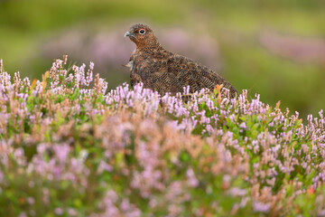 Red Grouse, Scientific name: Lagopus Lagopus. Close up of a Red Grouse male  in natural grousemoor habitat in late Summer when the heather is in full bloom.  Facing left.  Clean background