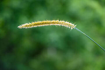 A close-up of a common weed, a green foxtail. Blooming foxtail. Setaria viridis, Green Bristlegrass.