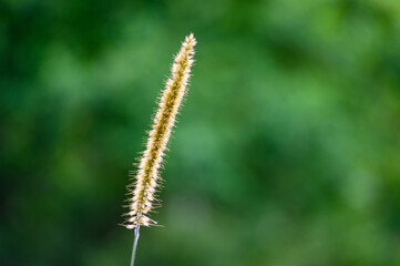 A close-up of a common weed, a green foxtail. Blooming foxtail. Setaria viridis, Green Bristlegrass.