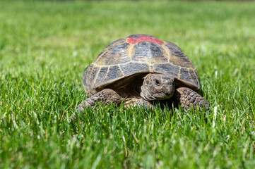 Portrait of a domestic tortoise walking on the lawn on the street. Red mark on the armor