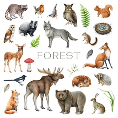Fototapete Eulen-Cartoons Forest animals, birds and natural element set. Watercolor illustration. Wildlife collection. Hand drawn painted wild forest animals, birds with nature elements set. Isolated on white background