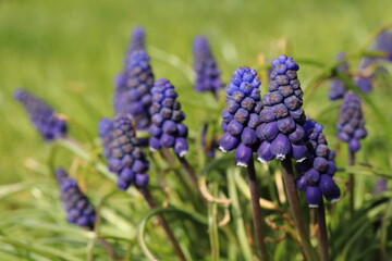 Muscari armeniacum, detail of blue spring flowers, blueberry