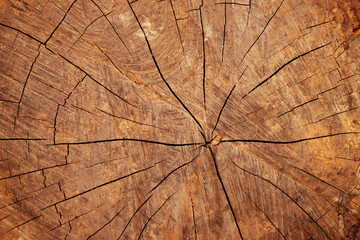 The textured charm of an aged wooden surface with prominent cracks and annual rings, reminiscent of a tree's history and character