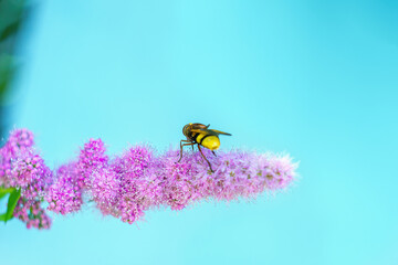 Fly Hoverfly on purple Spirea salicifolia blooming shrub. Syrphid flies Volucella zonaria on blossom meadowsweets, selective focus