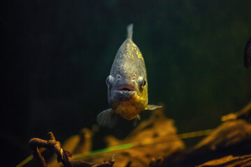 Red-bellied piranha swimming in aquarium. Pygocentrus nattereri fish in river front view