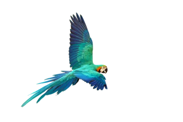 Stof per meter Colorful Blue and gold macaw parrot flying isolated on transparent background png file © Passakorn