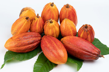 Cacao harvest pods