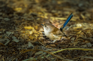 Superb Fairy Wren 