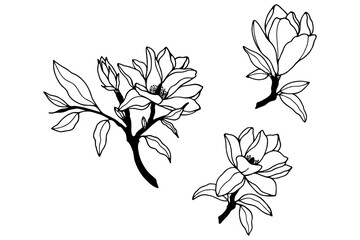 Magnolia flowers. Vector stock illustration eps10, outline. Hand drawing. White background.
