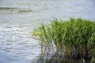 Green river reeds on the river bank. Beautiful calm nature landscape. Copy space. Selective focus.