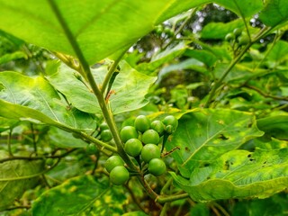 Green Turkey Berry (Solanum torvum) Growing on Plant, Cluster of Unripe Takokak Fruits with Green Leaves, Close-Up of Tropical Herbal Shrub in Natural Garden Environment