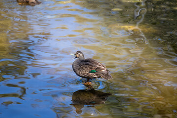 duck on the water