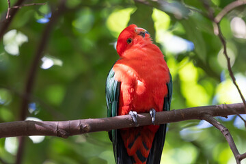 Australian king parrot perching on a branch