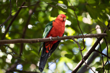 Australian king parrot perching on a branch