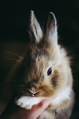 Portrait d'un adorable petit lapin à fourrure tricolore, animal de compagnie