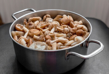 Honey Fungus mushrooms are prepared for cooking