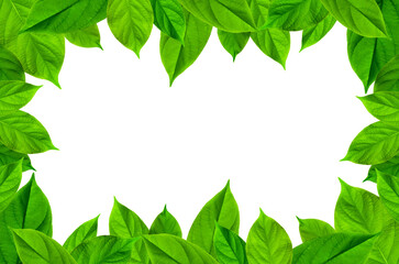 Fototapeta na wymiar Frame of green leaves and flower. Wallpaper by green leaves and beautiful green leaf.