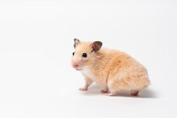 Syrian Hamster turned around and looked at camera. Rodent on white background. Funny Hamster in motion isolated on white