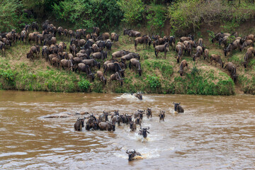 Wildebeest crossing the Mara river in Serengeti national park, Tanzania. Great migration