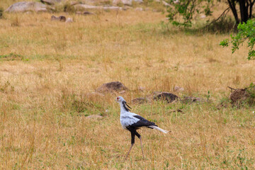 Secretarybird or secretary bird (Sagittarius serpentarius) walking in Serengeti national park, Tanzania