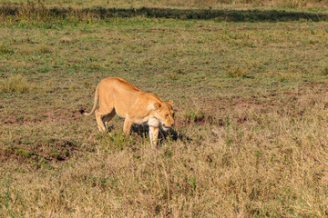 Lioness (Panthera leo) walking in savannah in Serengeti national park, Tanzania