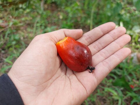 Palm Oil Fruit