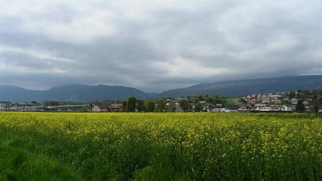 Train passing through rapeseed field in spring. Red and white train, yellow flowers and houses. Yverdons-les-bains, Vaud Canton, Switzerland.