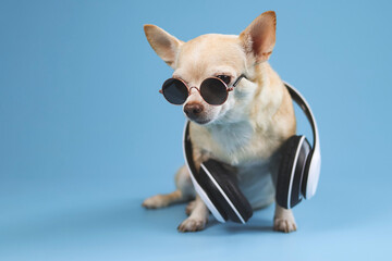 brown chihuahua dog wearing sunglasses and headphones around neck, sitting  on blue  background.  Summertime  traveling concept.