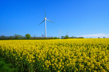 wind turbines in the field