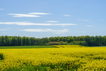 Obraz premium rapeseed field and sky